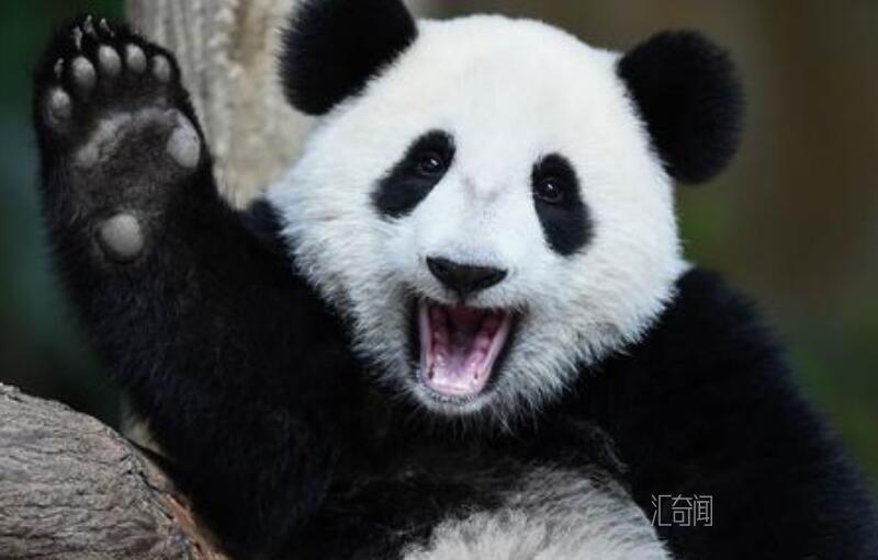 大熊猫的生活习性和特点（常分散独栖于茂密的竹丛中）(1)