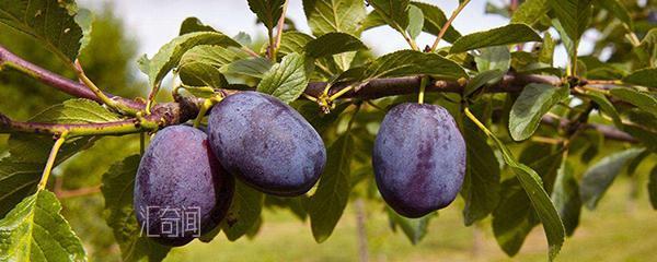 西梅是什么季节的水果（成熟时间在8-9月份）(1)
