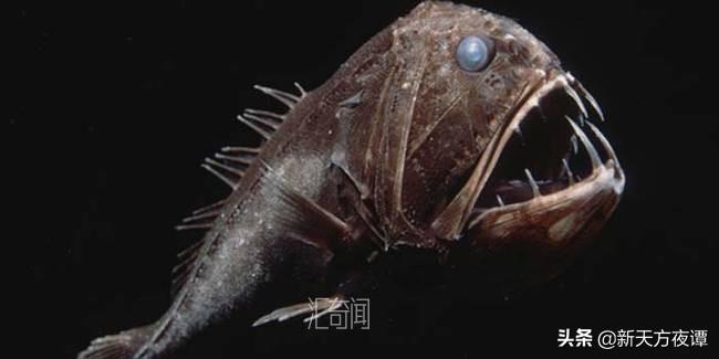 世界上最恐怖的鱼长什么样 以其锋利的牙齿和有力的下颚而闻名(1)