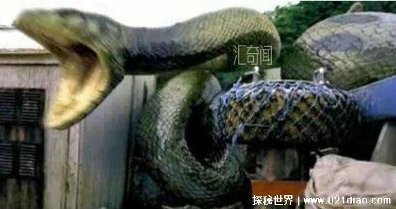 十大最诡异的蛇(1)