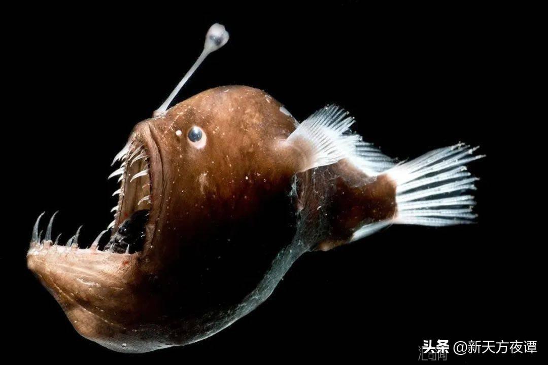 世界上最恐怖的鱼长什么样 以其锋利的牙齿和有力的下颚而闻名(7)