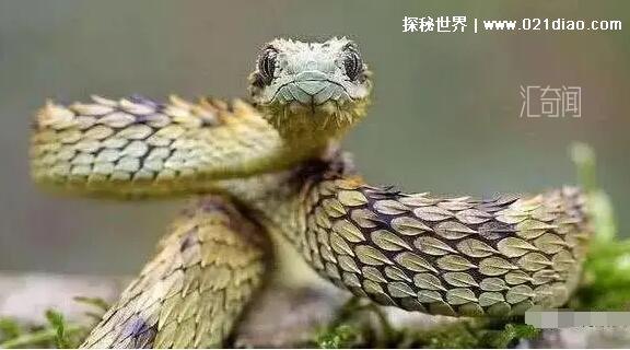 世界上最帅的蛇毛鳞树蝮(3)