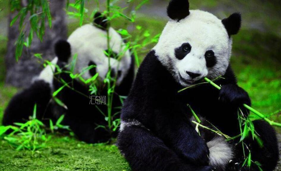 大熊猫寿命是多少年(1)