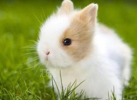 侏儒兔一般多少钱一只（荷兰侏儒兔要花多少钱）(1)