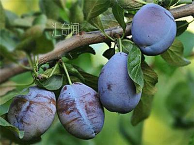 西梅是什么季节的水果（成熟时间在8-9月份）(2)