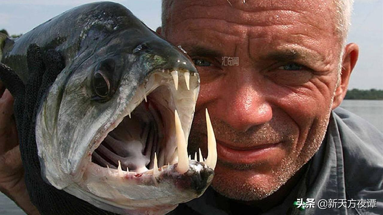 世界上最恐怖的鱼长什么样 以其锋利的牙齿和有力的下颚而闻名(10)