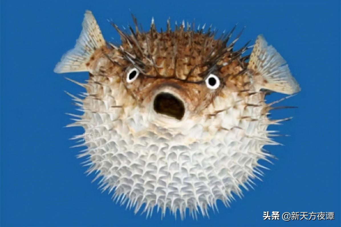 世界上最恐怖的鱼长什么样 以其锋利的牙齿和有力的下颚而闻名(4)