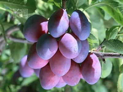 西梅是什么季节的水果（成熟时间在8-9月份）(3)