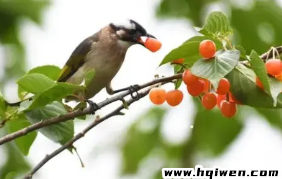 蓝色的水果很少的主要原因（鸟类传播少水果中的物质影响）(1)