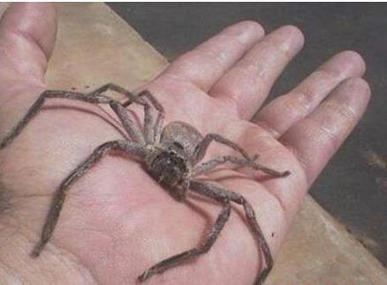 世界上最大的室内蜘蛛，白额高脚蛛体长10厘米，是蟑螂克星