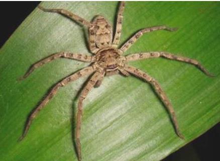 世界上最大的室内蜘蛛，白额高脚蛛体长10厘米，是蟑螂克星(4)