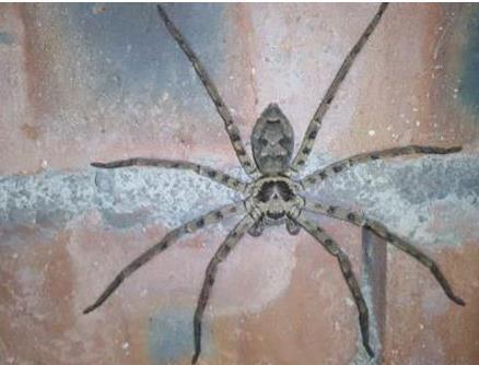 世界上最大的室内蜘蛛，白额高脚蛛体长10厘米，是蟑螂克星(2)