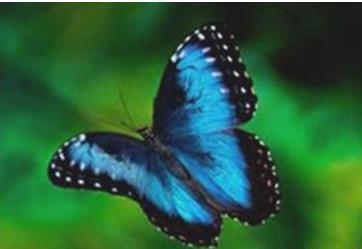 世界上最美的蝴蝶(4)