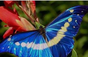 世界上最美的蝴蝶(3)