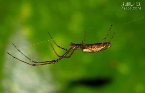 幽灵蛛简介·属于中型蜘蛛一般体长6毫米左右(2)