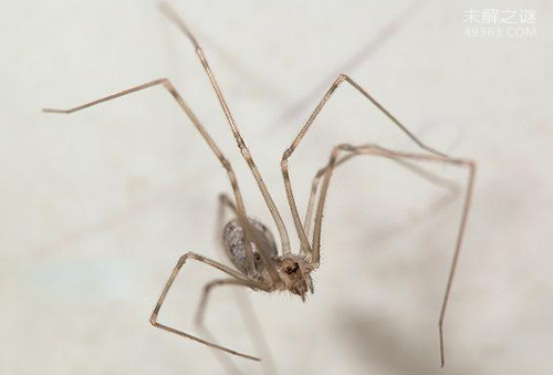 幽灵蛛简介·属于中型蜘蛛一般体长6毫米左右(3)