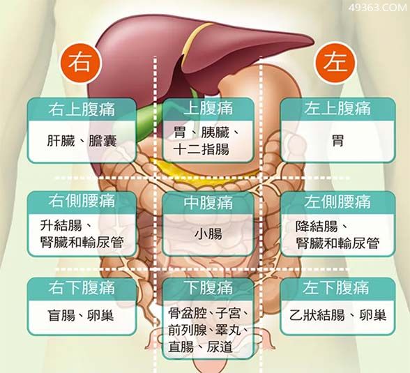 腹部疼痛9位置图 清楚地分辨肚子疼痛的具体位置(1)