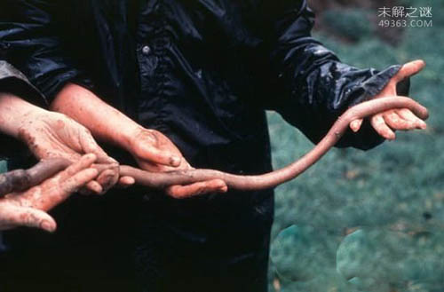 世界上最大的巨型蚯蚓（属两栖动物为脊椎动物）(1)