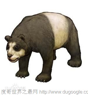 始熊猫（始熊猫就是大熊猫的祖先始熊猫是以食肉为主）(1)