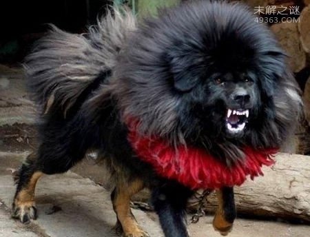 藏獒之王--鬼獒 世界上最凶猛的狗没有之一(1)