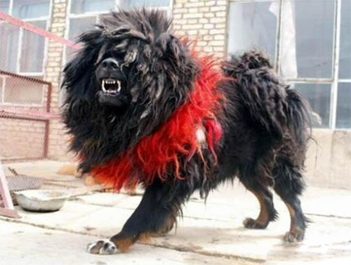 藏獒之王--鬼獒 世界上最凶猛的狗没有之一(3)