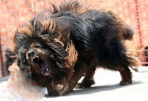 藏獒之王--鬼獒 世界上最凶猛的狗没有之一(4)