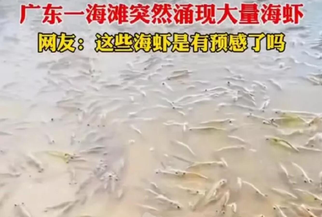 广东一海滩突然涌现大量海虾（让人不免产生疑问）(1)