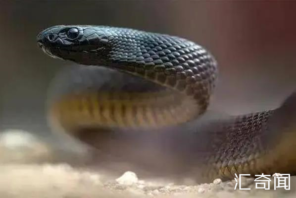 王蛇为什么不怕毒蛇（具有超强的蛇毒免疫力和敏捷有力的绞杀能力）(3)