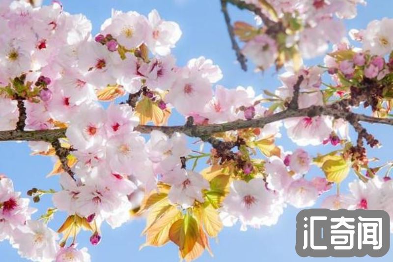 日本国花是啥花（樱花和菊花都被誉为国花樱花呼声更高）(5)