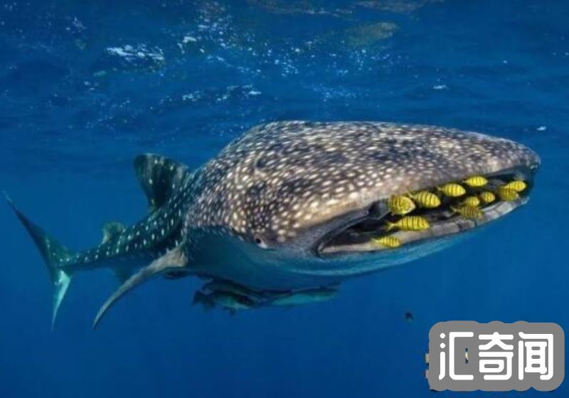盘点世界上最大的鱼（鲸鲨体长20米重12.5万公斤）(1)