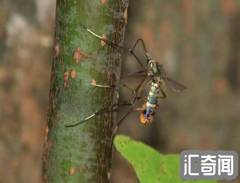 世界上最大的蚊子(比人的头还大长度有0.4米金腹巨蚊)(4)