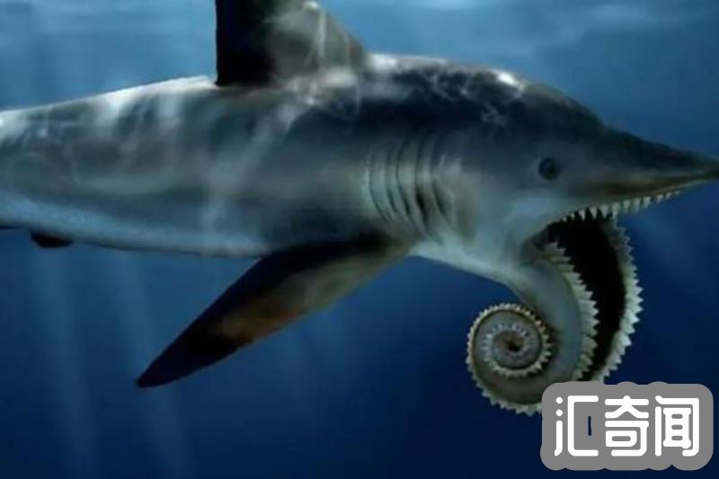 旋齿鲨简介（拥有奇特的牙齿灭绝于2.5亿年前）(1)