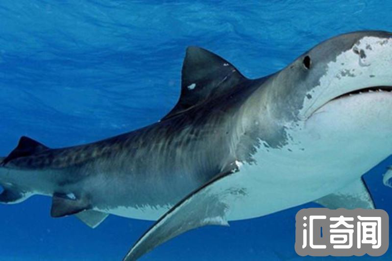 鲨鱼为什么怕海豚(声波攻击致鲨鱼昏迷其实是谣传)(2)