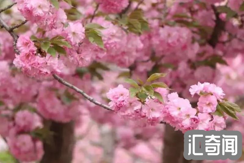 日本国花是啥花（樱花和菊花都被誉为国花樱花呼声更高）(4)