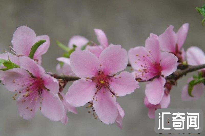 桃花是什么季节开的（每年春季3-4月份观花树木）(3)