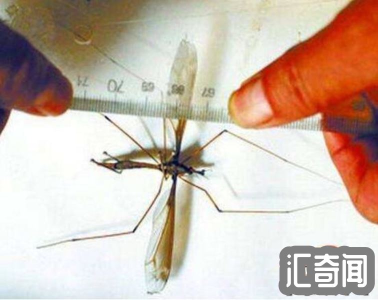 世界上最大的蚊子(比人的头还大长度有0.4米金腹巨蚊)(5)