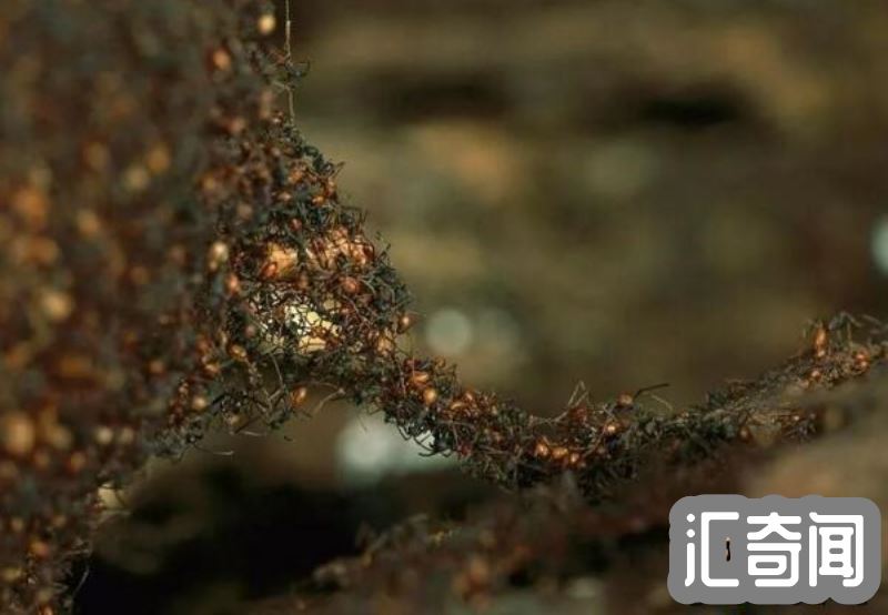 食人蚁行军蚁（战斗力惊人的蚂蚁军团）(2)