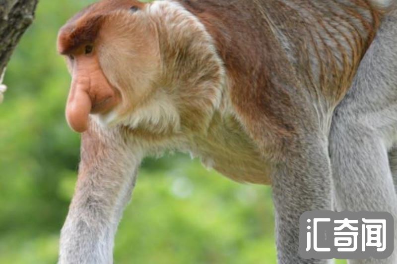 长鼻猴的资料(一种特有动物以鼻子长而著名)(3)