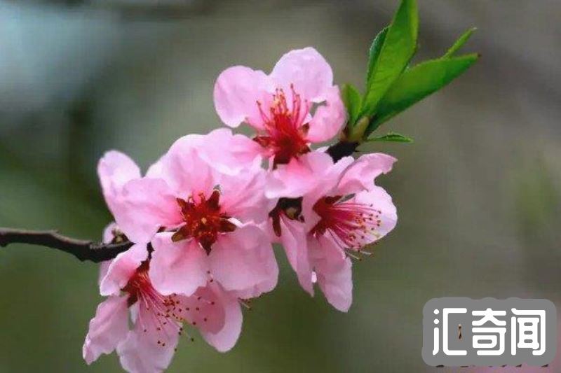 桃花是什么季节开的（每年春季3-4月份观花树木）(1)