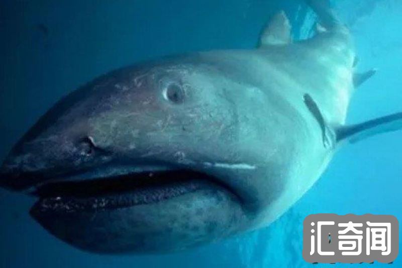 巨口鲨是什么样子的(长着一张恐怖的大嘴宽度约1.5米)(4)