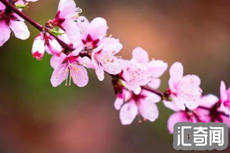 桃花是什么季节开的（每年春季3-4月份观花树木）(4)