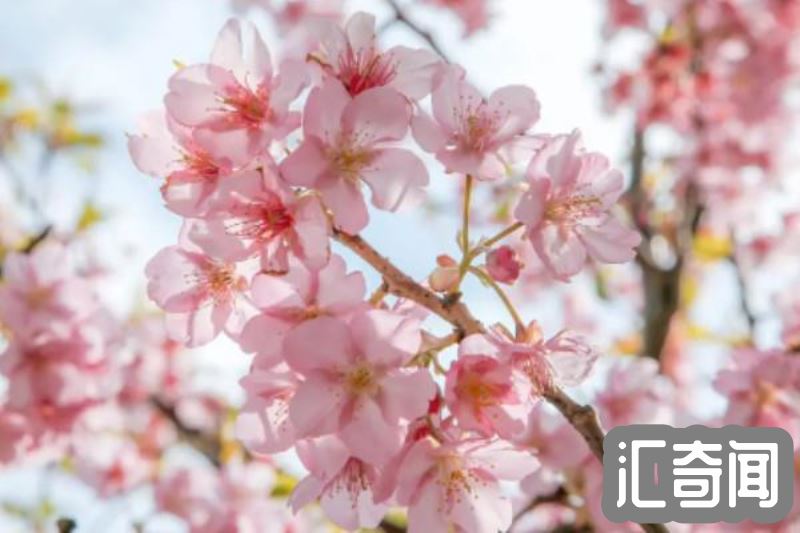 日本国花是啥花（樱花和菊花都被誉为国花樱花呼声更高）(2)