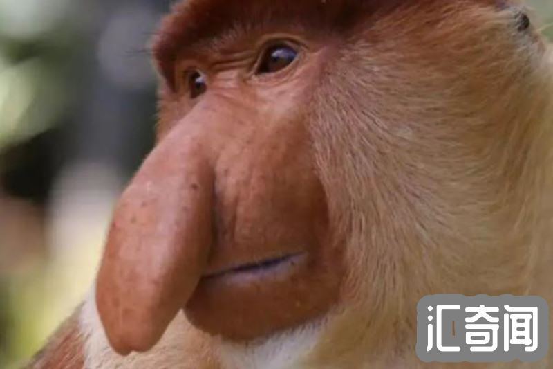 长鼻猴的资料(一种特有动物以鼻子长而著名)(2)