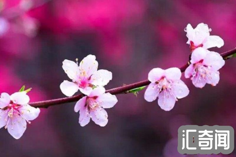 桃花是什么季节开的（每年春季3-4月份观花树木）(2)