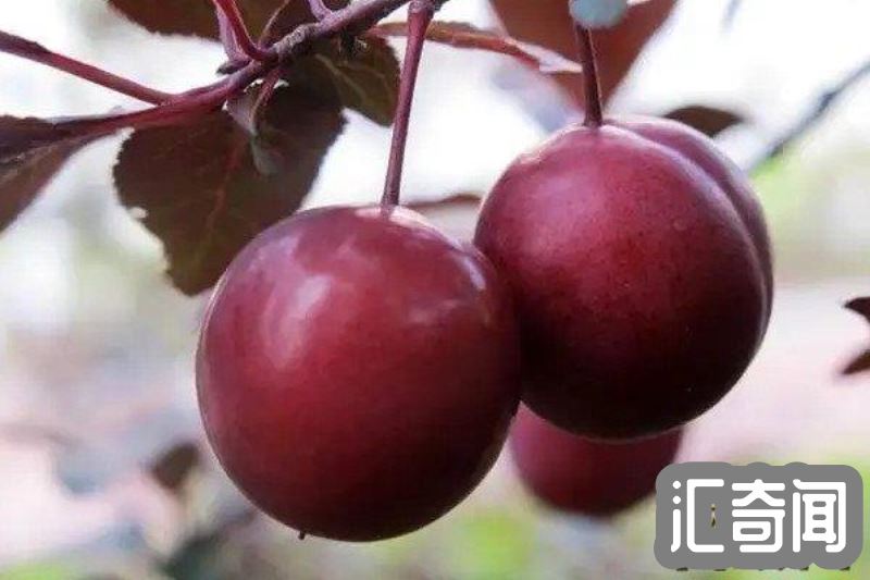紫叶李的果子能吃吗·可以放心食用(1)