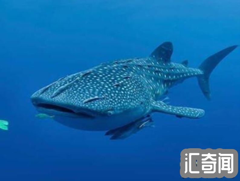 盘点世界上最大的鱼（鲸鲨体长20米重12.5万公斤）(2)
