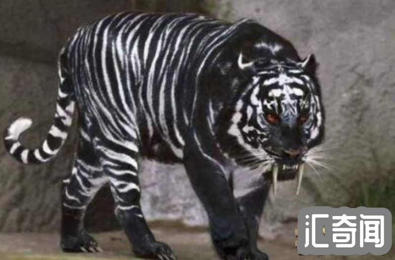 黑蓝虎灭绝了吗(疑似在世界上消失匿迹传说动物)(2)