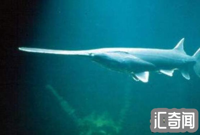 盘点世界上最大的鱼（鲸鲨体长20米重12.5万公斤）(3)