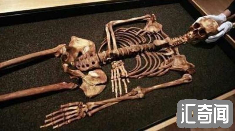 人体骨骼大揭秘（分布206块骨头手脚骨头占一半以上）(1)