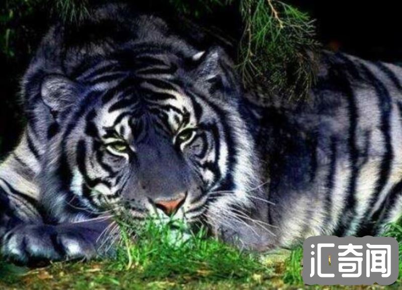 黑蓝虎灭绝了吗(疑似在世界上消失匿迹传说动物)(1)